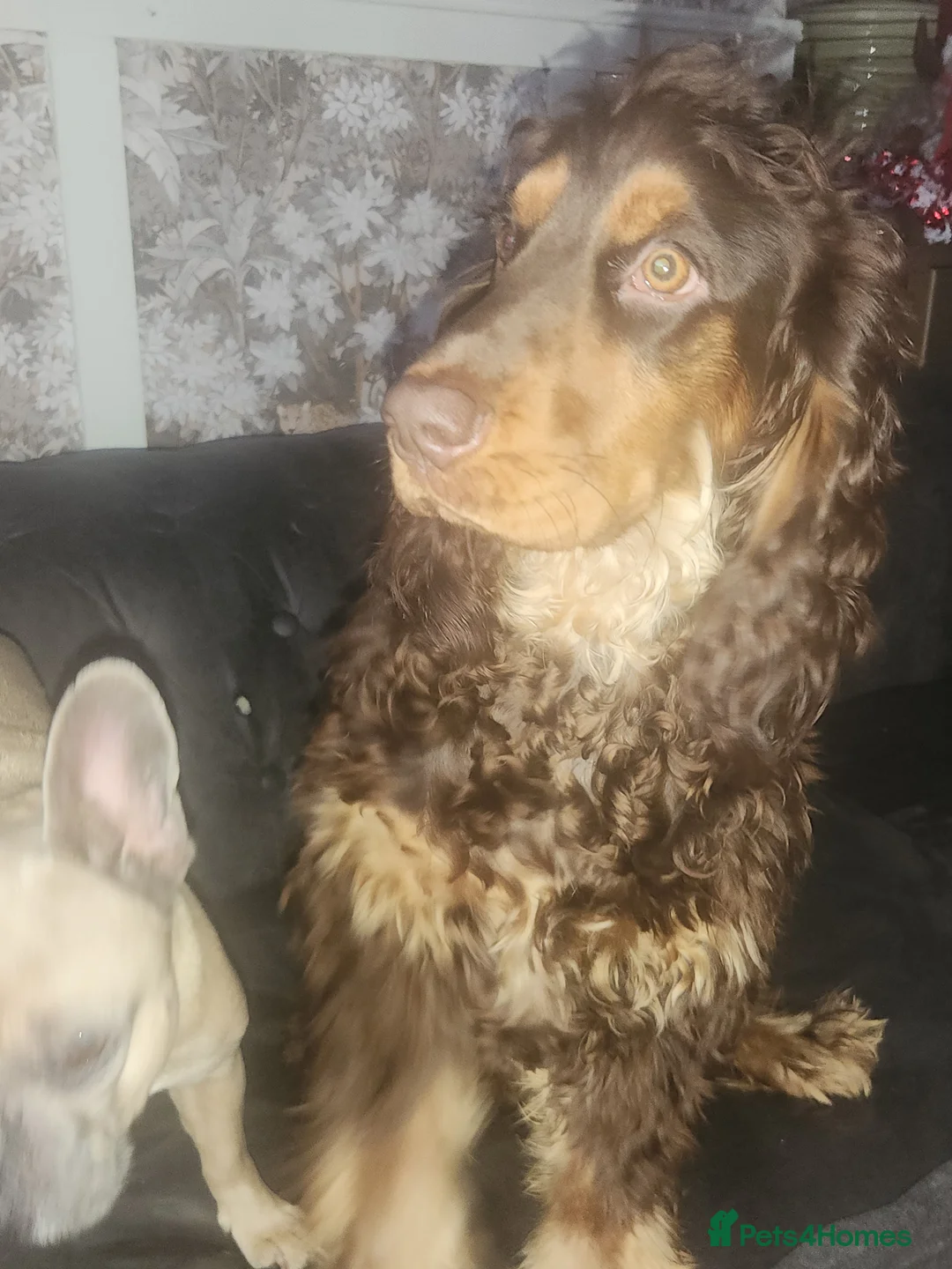 Cocker Spaniel dogs for sale: Ralfy a beautiful boy in Barnsley - Advert 4