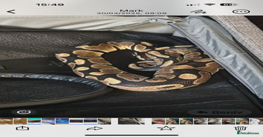 Snake reptiles Ball pythons  - Advert 4