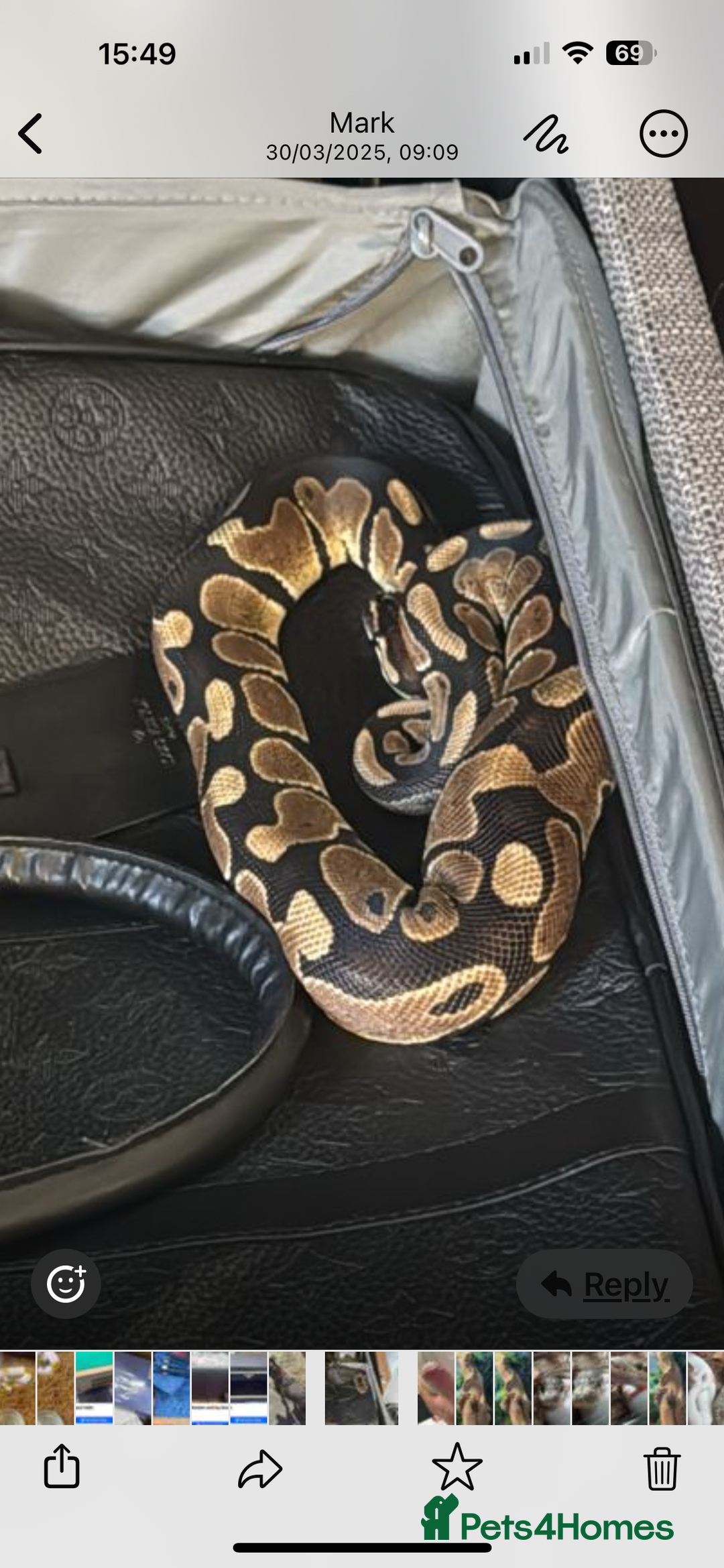 Snake reptiles for sale: Ball pythons  - Advert 3