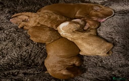 Cavapoo dogs for sale: Stunning cavapoo puppies  - Image 4
