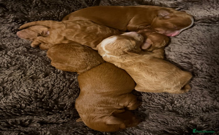 Cavapoo dogs - Advert 1