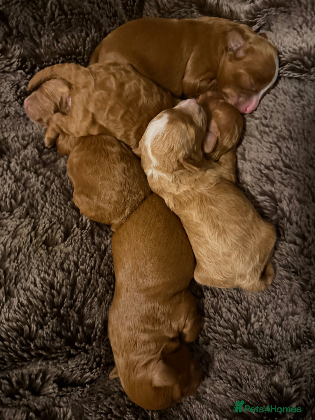 Cavapoo dogs for sale: Stunning cavapoo puppies  - Image 4