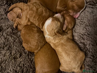 Cavapoo dogs - Advert 1