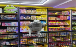 Parrots birds for sale: African Grey  - Image 3