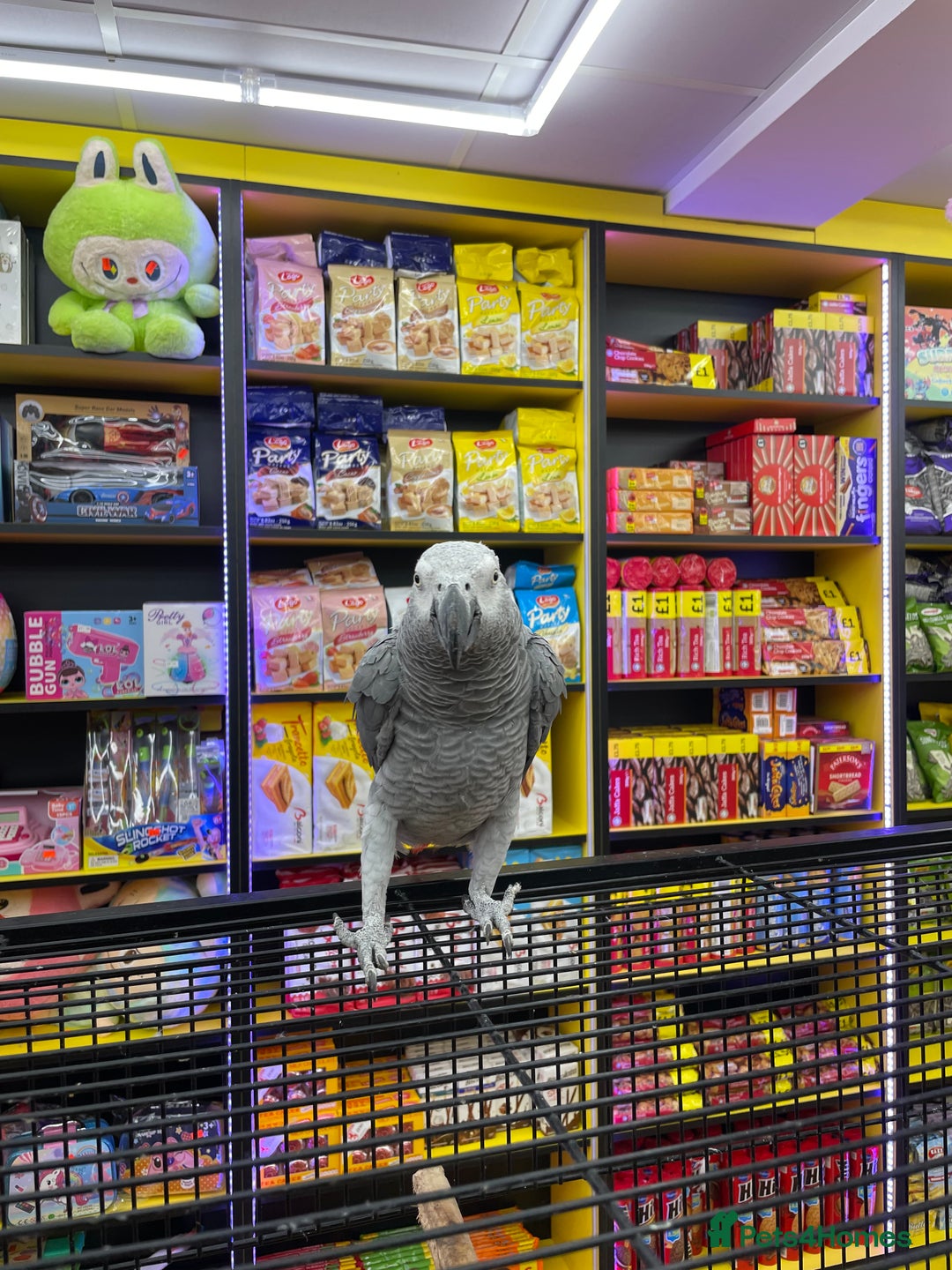 Parrots birds for sale: African Grey  - Image 3