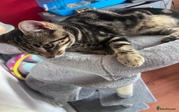 British Shorthair cats for sale: Stripes make cat 5 months old  - Advert 3