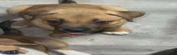 Mixed Breed dogs for sale: RDY 8 CaneCorso x Bullmastiff x BorderCollie Pups - Advert 5