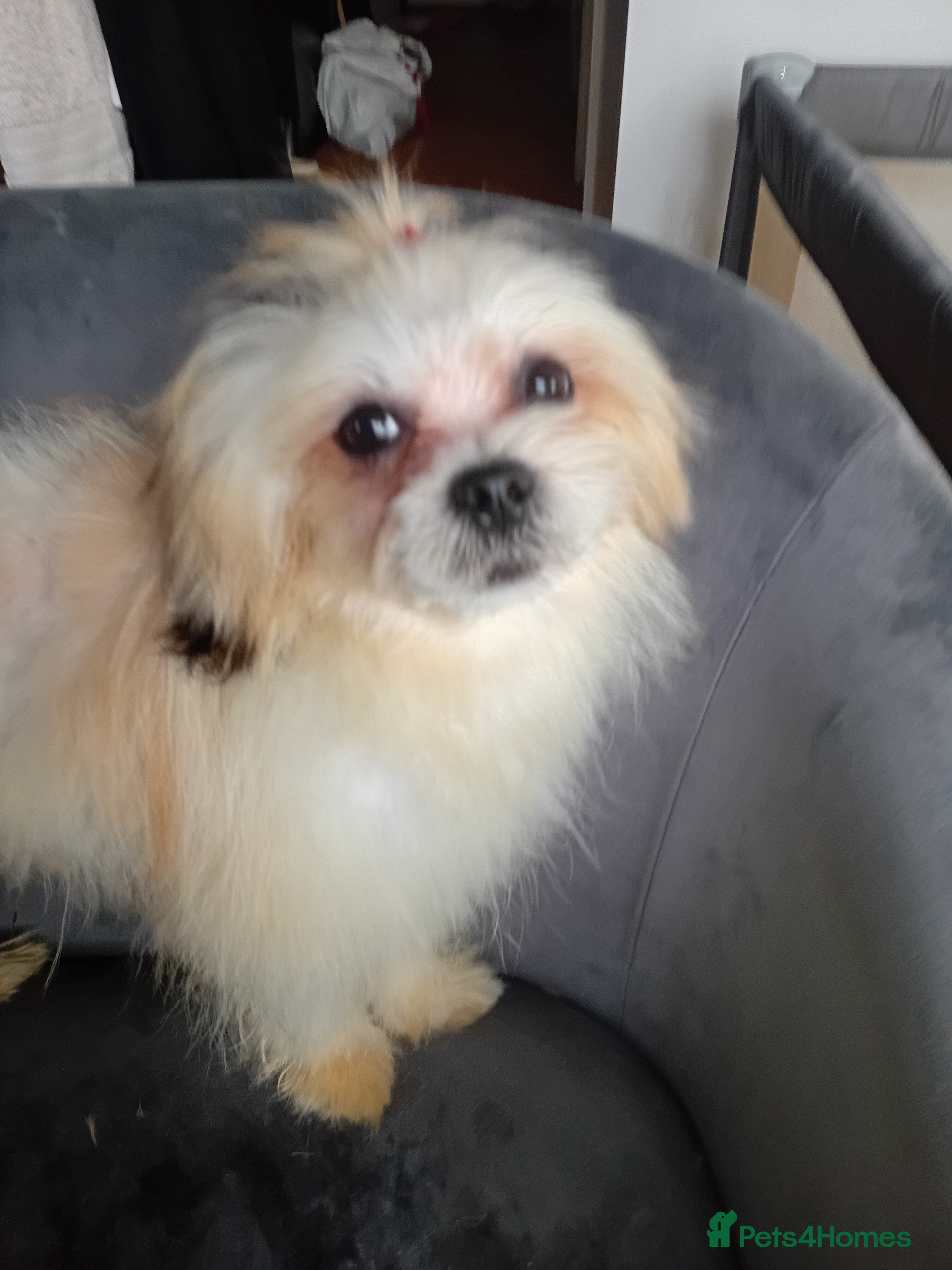 Mixed Breed dogs beautiful maltes/Lhasa Apso puppies  - Advert 17