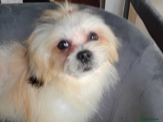 Mixed Breed dogs beautiful maltes/Lhasa Apso puppies - Advert 3