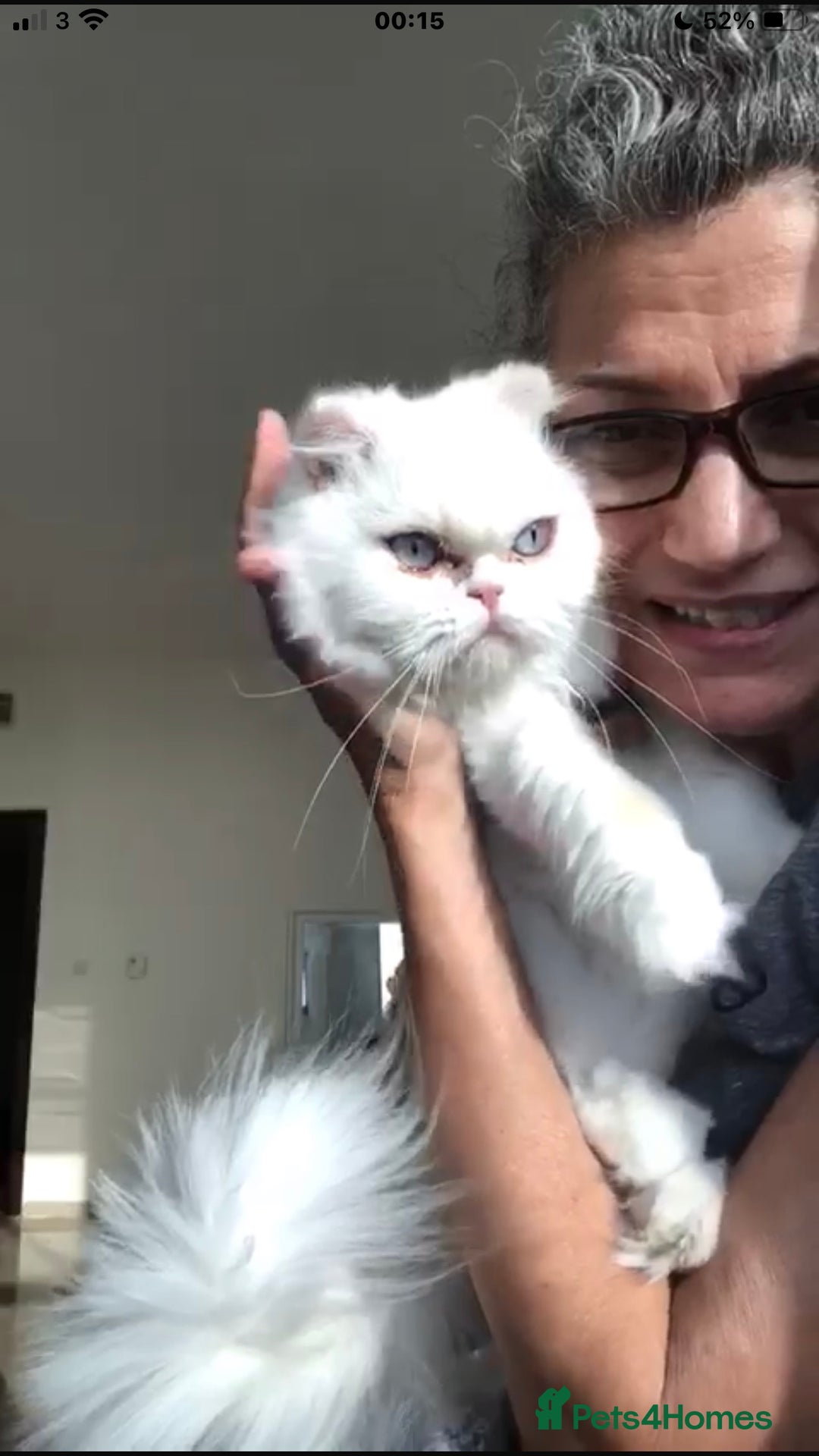 Persian cats for adoption: PRINCESS IS A CAT THAT WANT CUDDLES ALL DAY LONG ! - Image 4