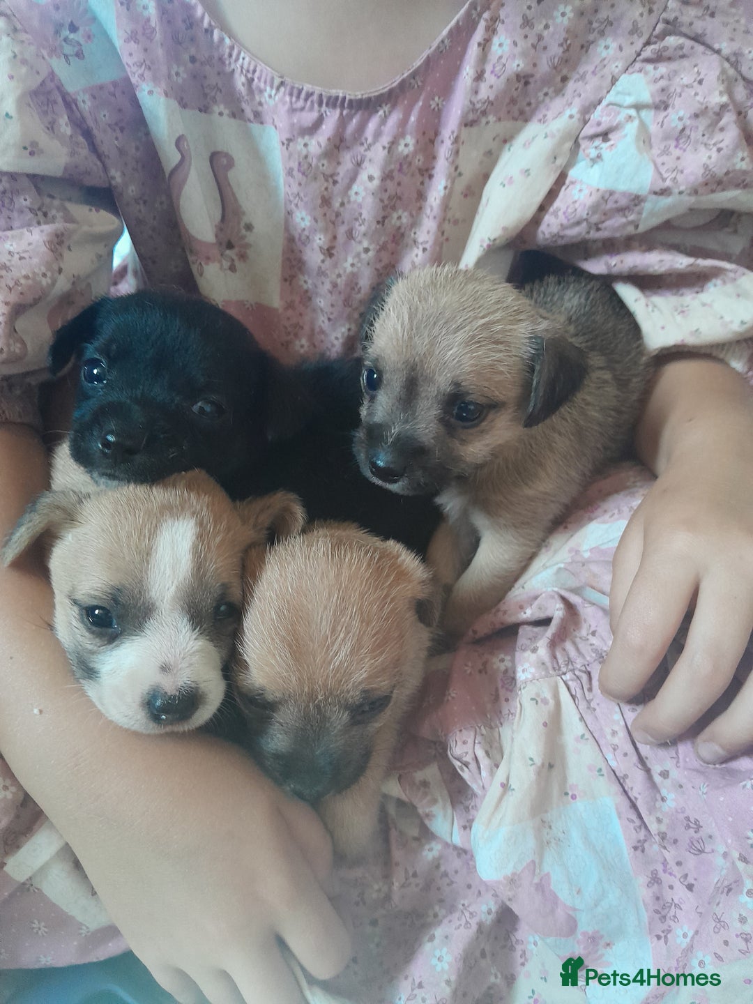 Mixed Breed dogs for sale: Jack russell x chihuahua boys only  - Image 8