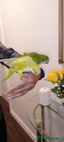 Parrots birds - Advert 1