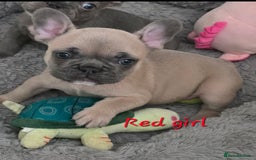 French Bulldog dogs for sale: Beautiful French bulldog puppies - Image 23