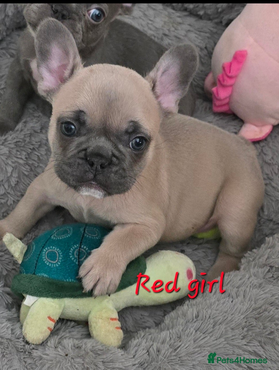 French Bulldog dogs for sale: Beautiful French bulldog puppies - Image 23