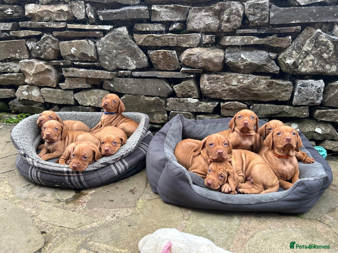 Hungarian Vizsla dogs for sale: Stunning litter KC registered Hungarian Puppy's  - Image 21