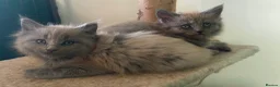 Maine Coon cats for sale: MAINE COON KITTENS FOR SALE 🐺🩶 - Advert 4