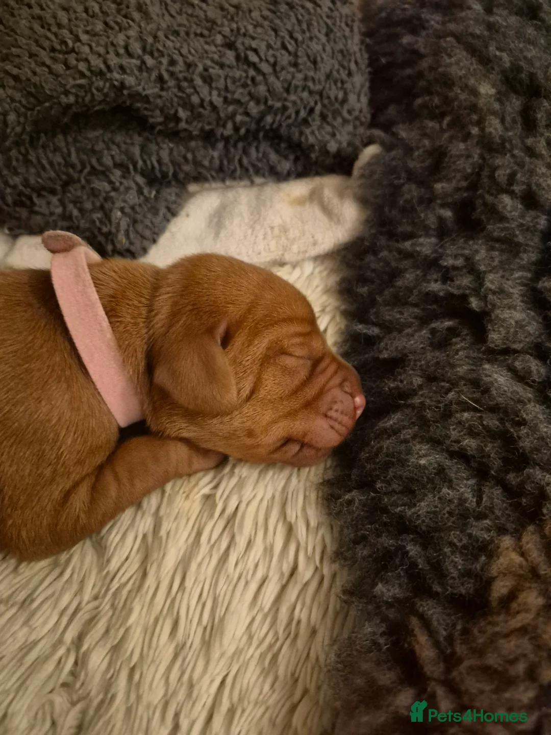 Hungarian Vizsla dogs for sale: Pedigree Vizsla Puppies in Doncaster - Advert 19