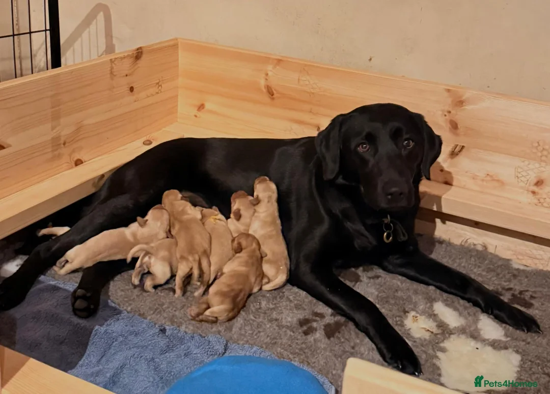 Labrador Retriever dogs for sale: Golden Labrador puppies in Banbury - Advert 1