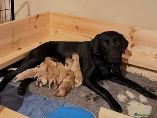 Labrador Retriever dogs Golden Labrador puppies - Advert 1