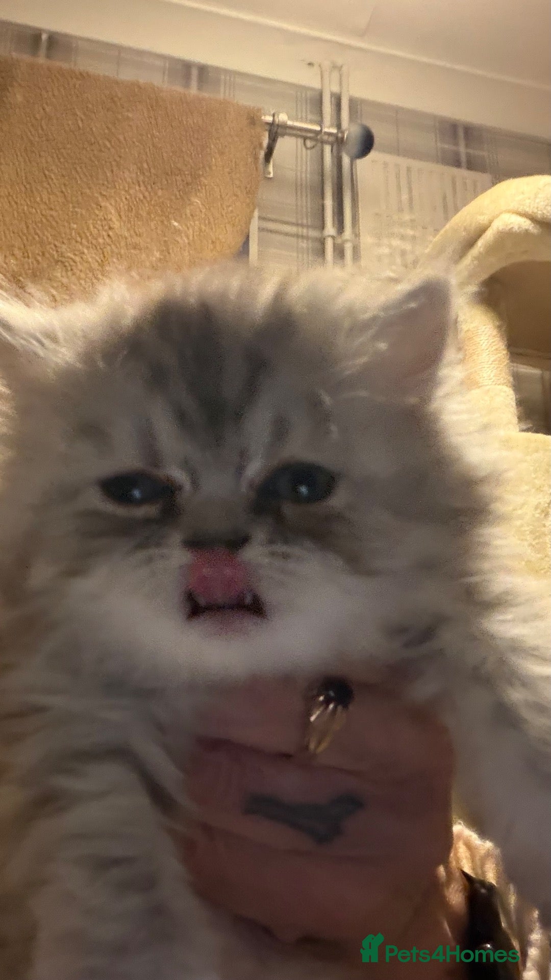 Persian cats Chinchilla exotic kittens  - Advert 14