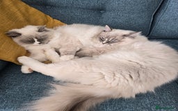 Ragdoll cats for sale: Pedigree ragdoll cats - Image 16