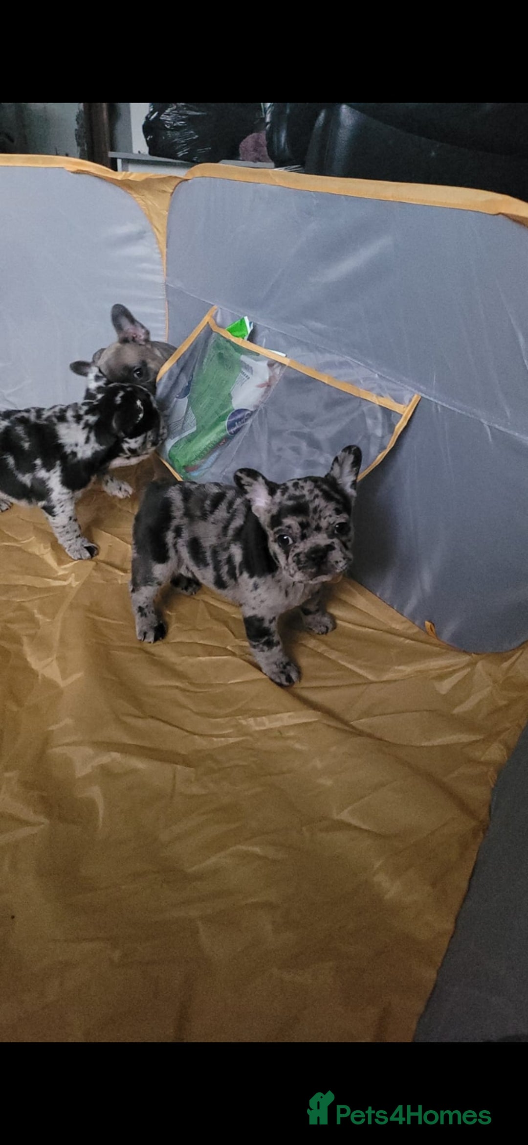 French Bulldog dogs for stud: Proven French bulldog Merle stud in Liverpool - Advert 5