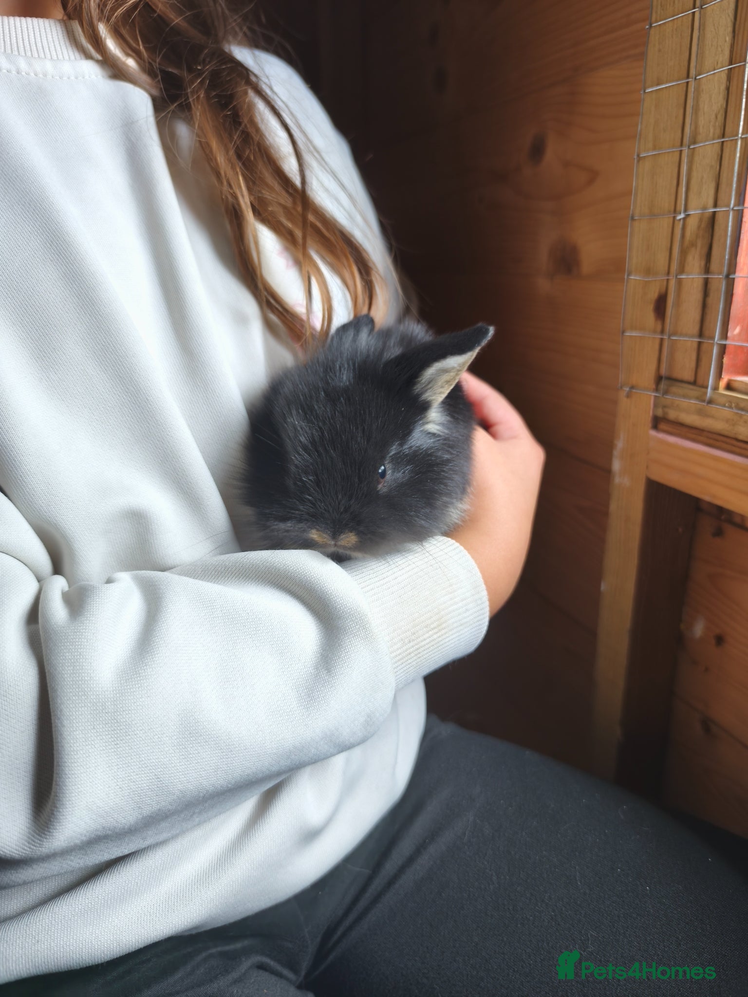 Mini Lop rabbits for sale: Rare Mini Lion Lop Babies for Sale  - Advert 8