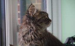 Persian cats for sale: ADORABLE RUSSIAN BLUE X PERSIAN KITTENS - Image 8