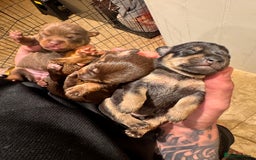 Mixed Breed dogs for sale: Miniature JackChi Puppy’s for sale.  - Image 6