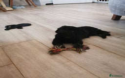 Mixed Breed dogs for sale: Little bundles of schweenie love!  - Image 34