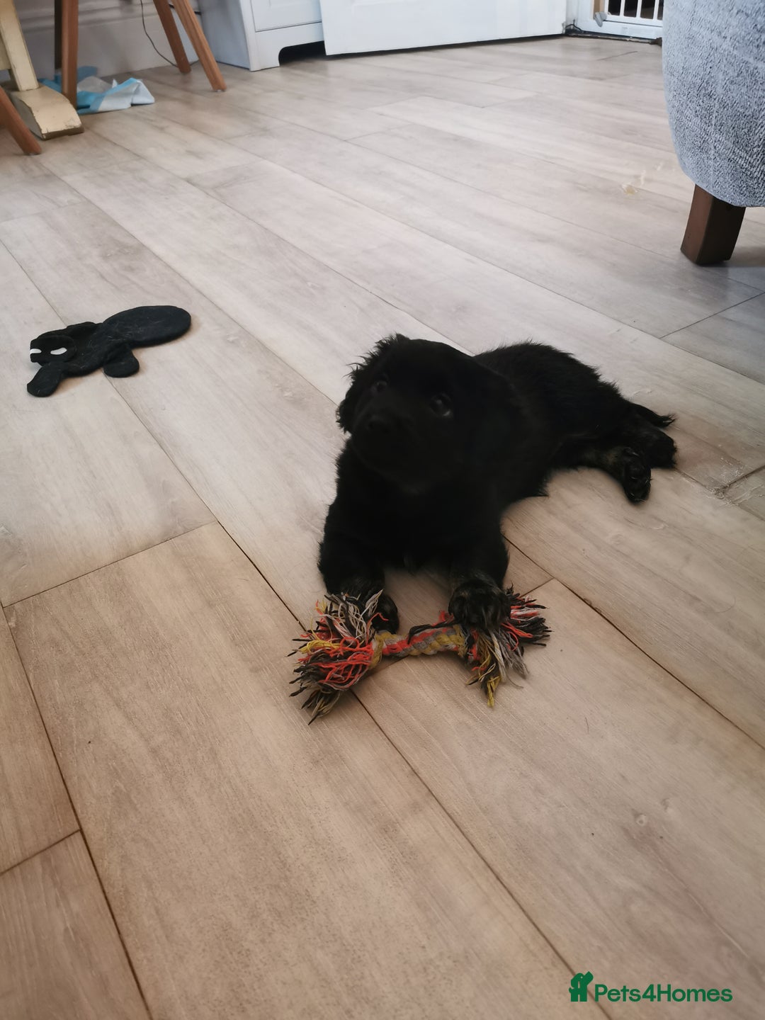 Mixed Breed dogs for sale: Little bundles of schweenie love!  - Image 34