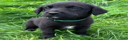 Mixed Breed dogs for sale: HUNTADOR PUPPIES READY FOR THEIR NEW HOMES!  - Advert 25