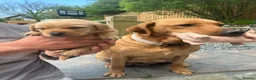 Labrador Retriever dogs for sale: READY NOW one gorgeous girl left!  - Advert 19