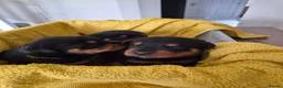 Rottweiler dogs for sale: WORLD CHAMPION CHUNKY ROTTWEILERS  - Advert 25