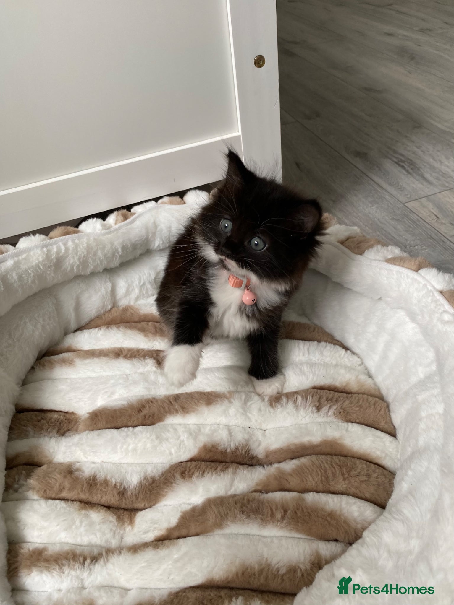 Mixed Breed cats for sale: 4 kittens  - Advert 1