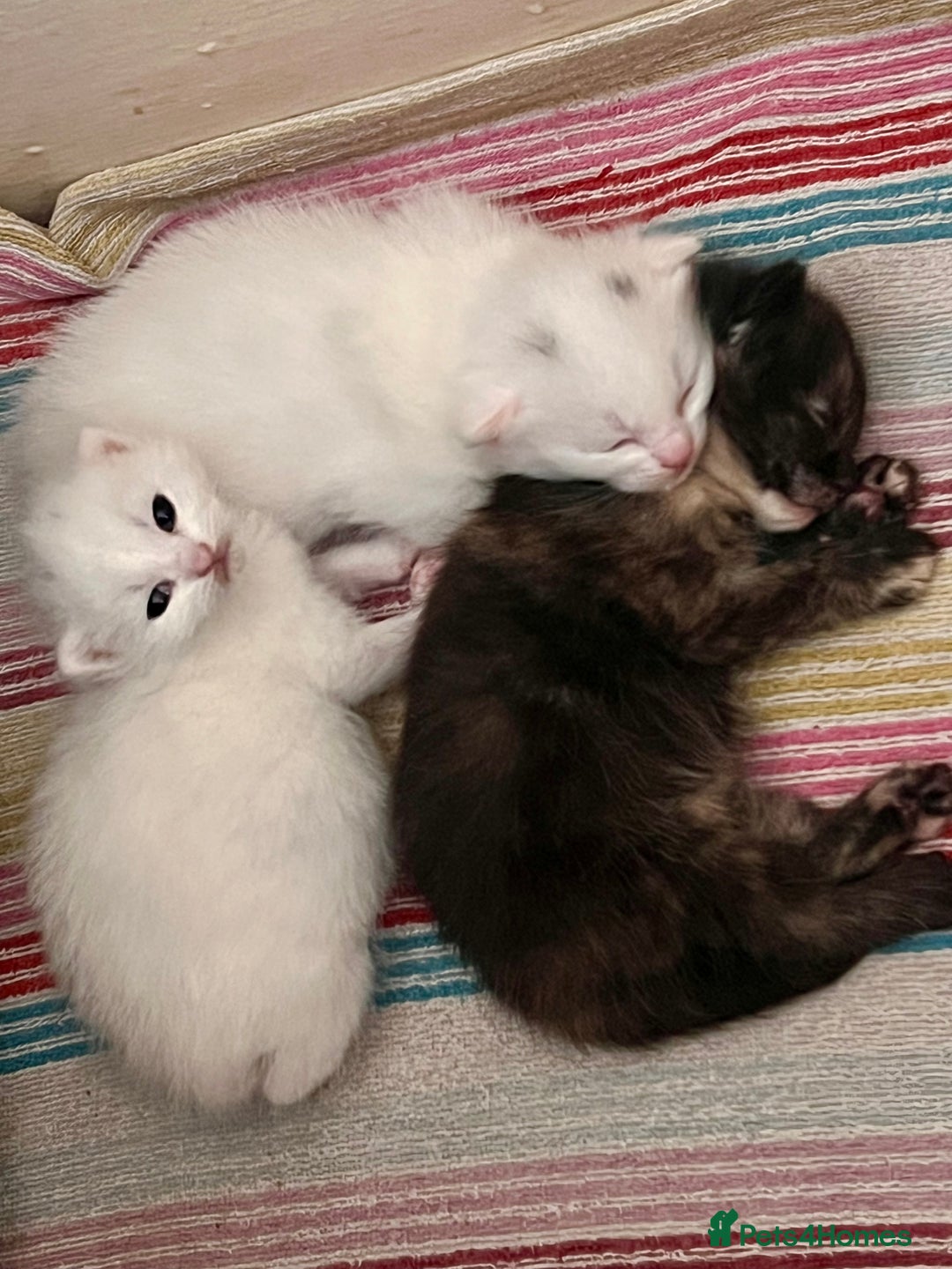 British Longhair cats for sale: 2 adorable kittens looking for their forever home - Image 17