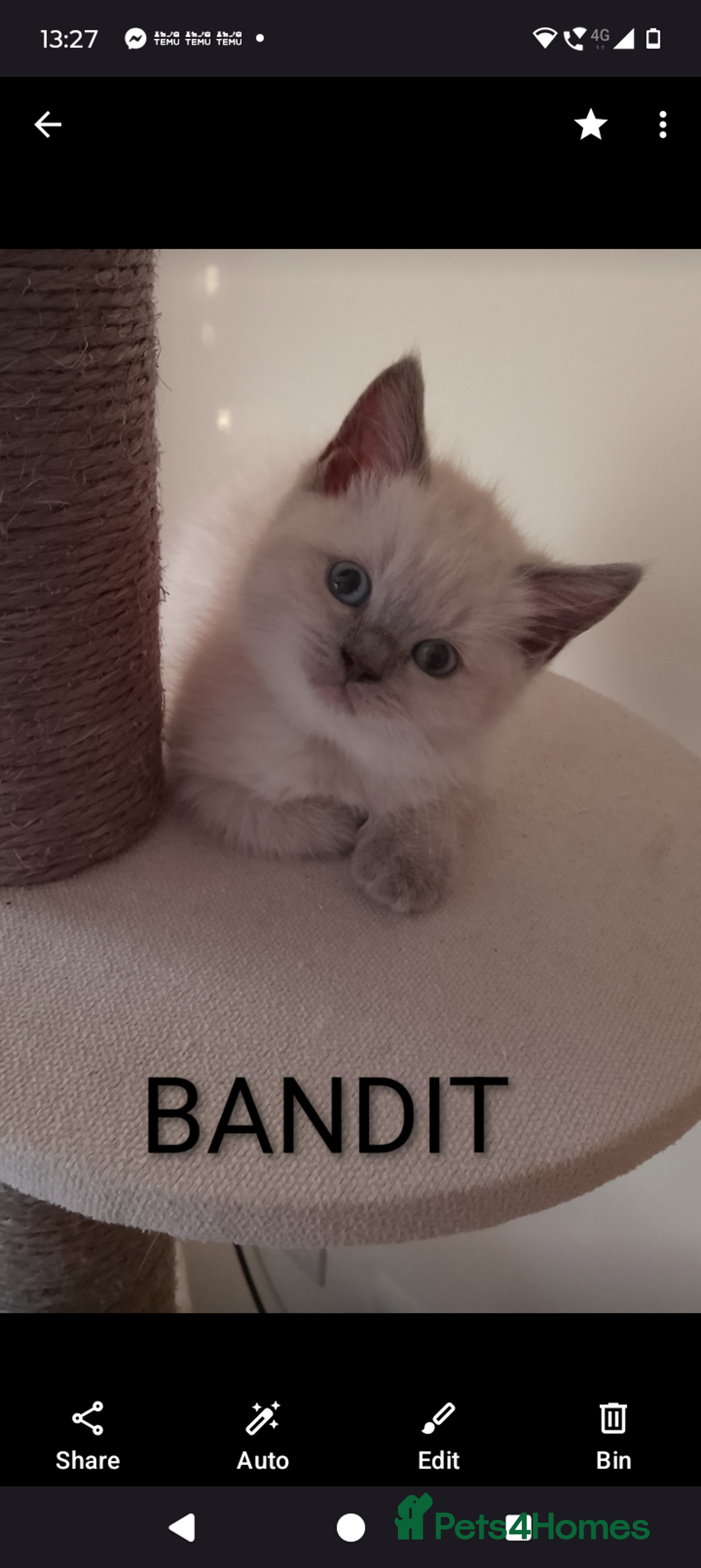 Ragdoll cats for sale: 4 stunning ragdoll kittens left - Image 4