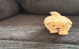 Maltipoo dogs for sale: Adorable Micro Maltipoo f1s  - Image 2