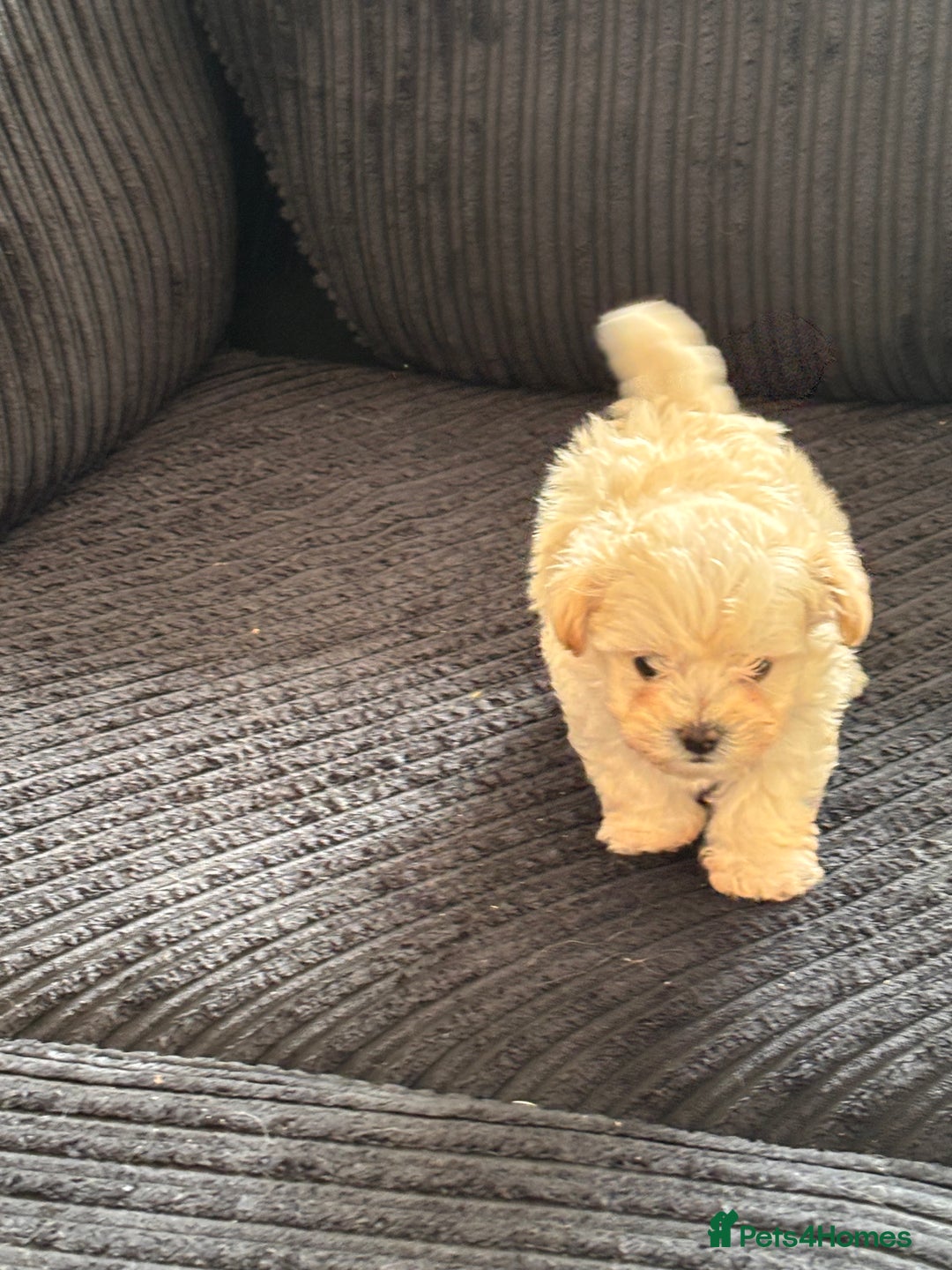 Maltipoo dogs for sale: Adorable Micro Maltipoo f1s  - Image 2