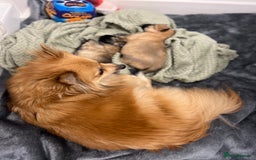 Pomeranian dogs for sale: READY 23RD December Pomeranian Puppy’s  - Advert 2