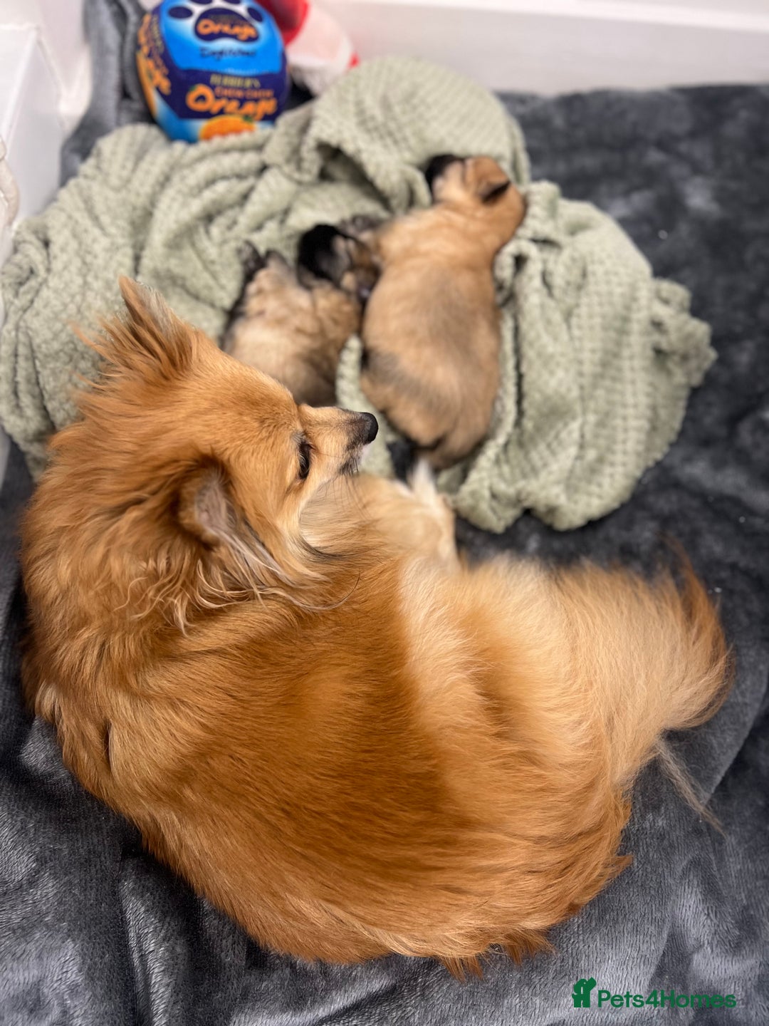 Pomeranian dogs for sale: READY 23RD December Pomeranian Puppy’s  - Advert 2