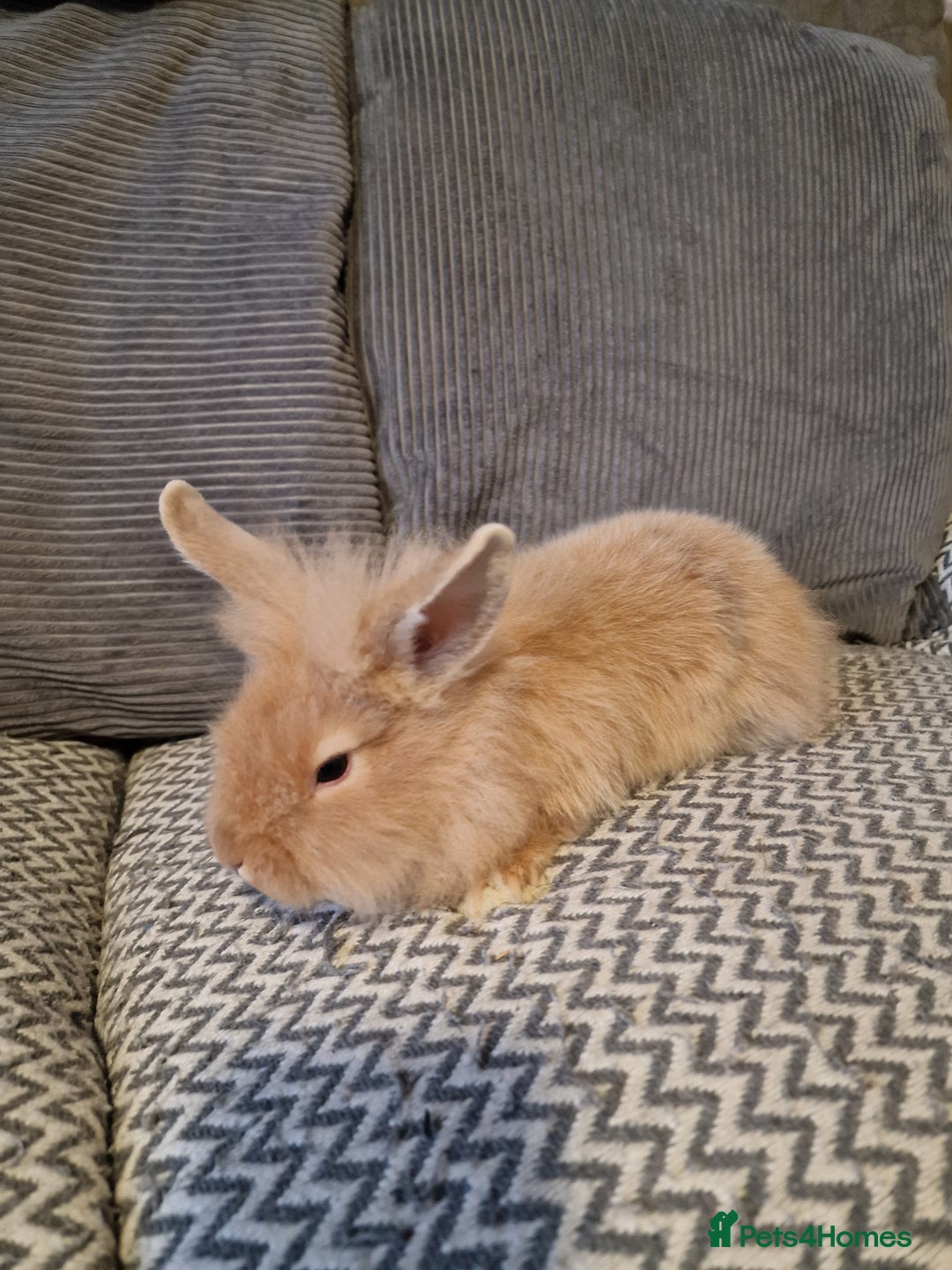 Lionhead rabbits for sale: Lionhead baby rabbits  - Image 12