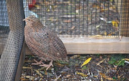 Quail poultry for sale: 3 Coturnix Quail - 1x Female, 2x Male - Advert 6