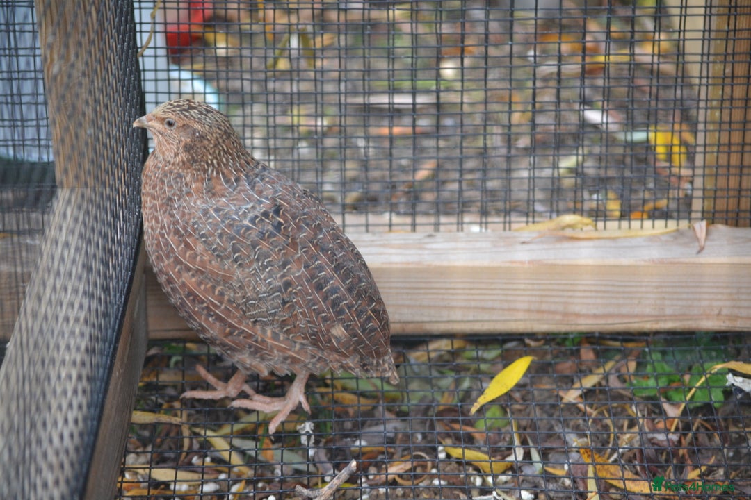 Quail poultry for sale: 3 Coturnix Quail - 1x Female, 2x Male - Advert 6