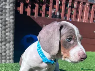 Dachshund dogs Miniature Dachshund puppies - Advert 8