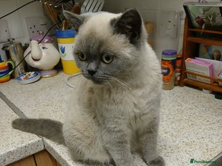 British Shorthair cats STUNNING LILAC BLUE BHS YOUNG FEMALE CAT - Advert 3