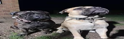 Bullmastiff dogs for sale: Purebred Bullmastiff puppies - 3 Boys and 3 girls - Advert 8