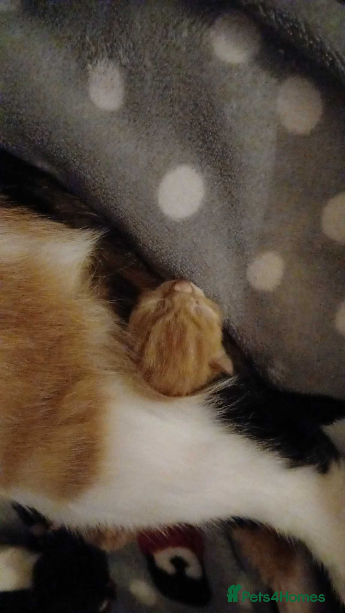 Mixed Breed cats Litter of 5 kittens for sale  - Advert 8