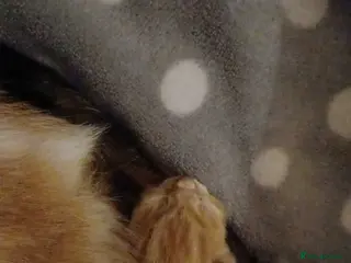 Mixed Breed cats Litter of 5 kittens for sale - Advert 8