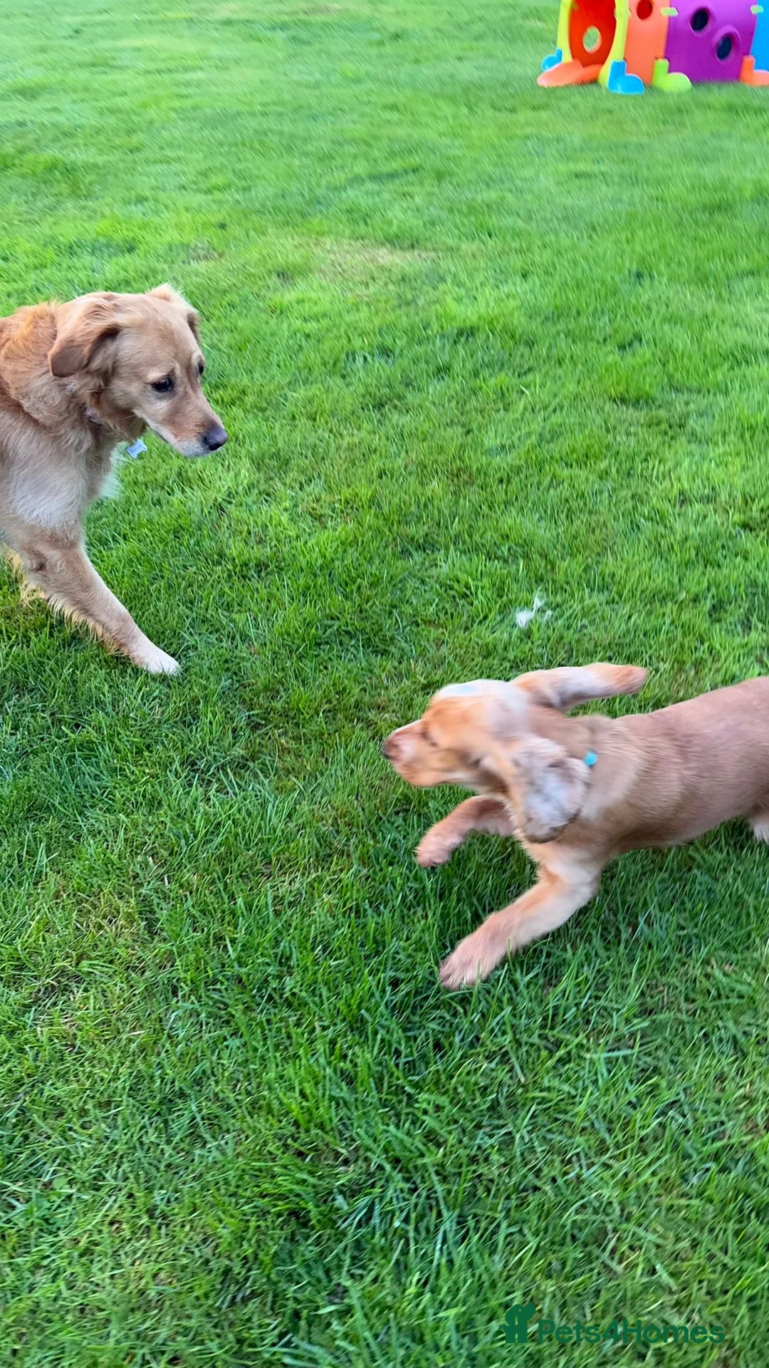 Cocker Spaniel dogs for stud: Honey - Advert 20